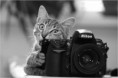 /album/galerie-photos/chat-appareil-photo-jpg/